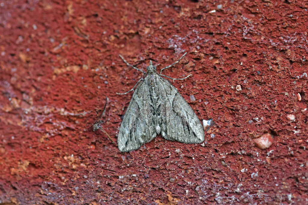 Cypress Carpet