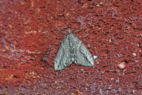 Cypress Carpet