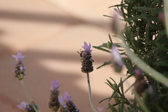 Parancistrocerus declivatus