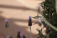 Parancistrocerus declivatus