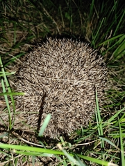 Erinaceus roumanicus