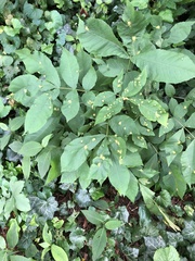 Phylloxera williamsi