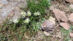Tristagma bivalve