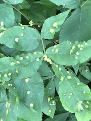 Phylloxera williamsi