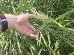 Setaria scheelei