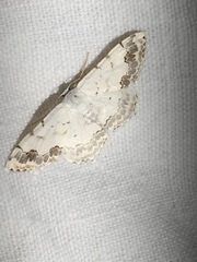 Scopula decorata