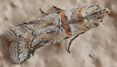 Olybria aliculella