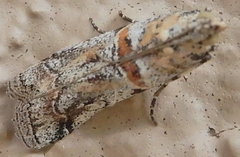 Olybria aliculella