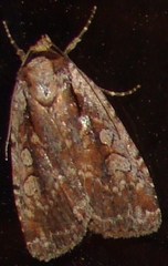 Eueretagrotis attentus