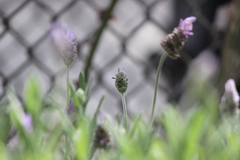 Parancistrocerus declivatus