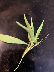 Panicum philadelphicum