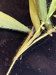 Panicum philadelphicum