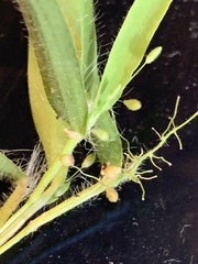 Panicum philadelphicum