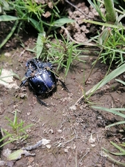 Phanaeus quadridens
