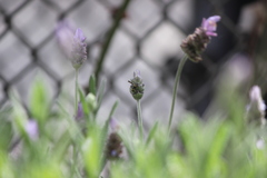 Parancistrocerus declivatus