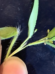 Panicum philadelphicum