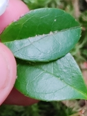 Gaultheria procumbens image
