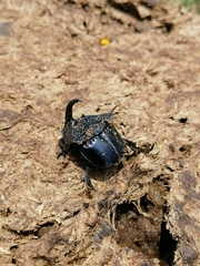 Phanaeus quadridens