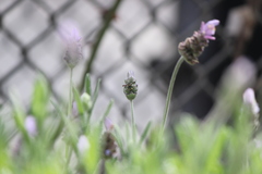 Parancistrocerus declivatus