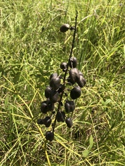 Baptisia alba macrophylla