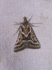 Stemmatophora borgialis