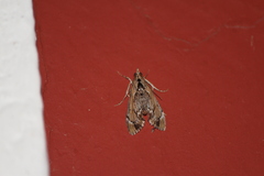Lineodes integra