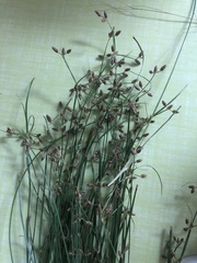 Fimbristylis annua