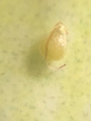 Fimbristylis annua