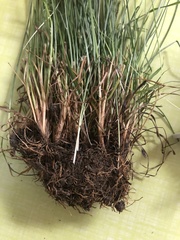 Fimbristylis annua