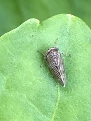 Agallia quadripunctata