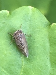 Agallia quadripunctata