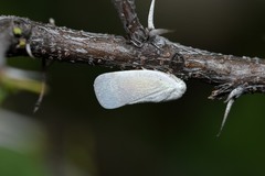 Flatormenis saucia