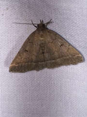 Zanclognatha zelleralis