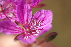 Erodium daucoides