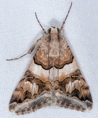 Drasteria pallescens