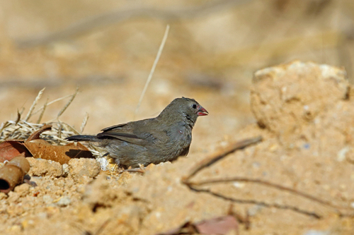 Brown Firefinch (Lagonosticta nitidula), photo 3