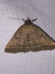 Zanclognatha zelleralis