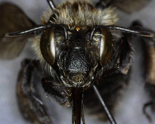 iNaturalist observation photo of Habropoda tristissima