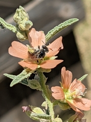 Calliopsis subalpina