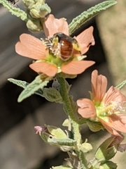 Calliopsis subalpina