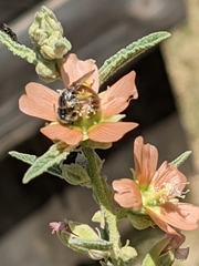Calliopsis subalpina