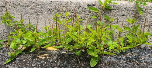 Image of Acalypha chamaedrifolia by (c) ritirene, some rights reserved (CC BY)