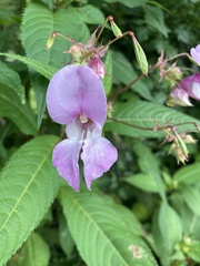 Impatiens glandulifera