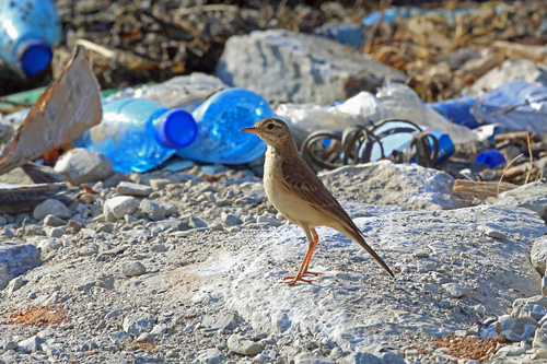 Anthus leucophrys