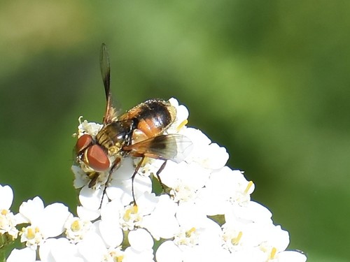 Ectophasia crassipennis, Groesbeek, Nederland, photo 8 of 10