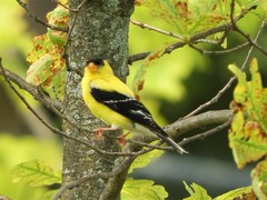 Spinus tristis