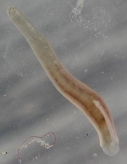 Clitellata