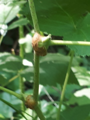 Lasioptera rubi
