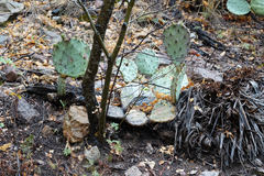 Opuntia chisosensis