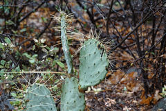 Opuntia chisosensis